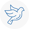 Bird Prevention Rochester