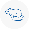 Rat Control Rochester